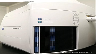 細胞生物學平臺Zeiss全自動數字玻片掃描系統培訓通知