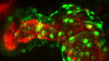 共享儀器平臺Zeiss Zen圖像處理軟件線上培訓通知