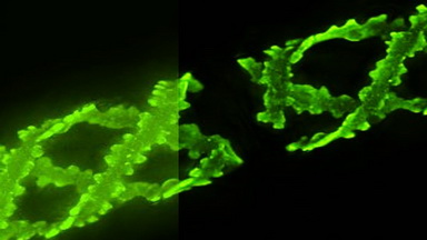 細胞生物學平臺（顯微圖像開啟美顏的必備姿勢）線上專題講座通知