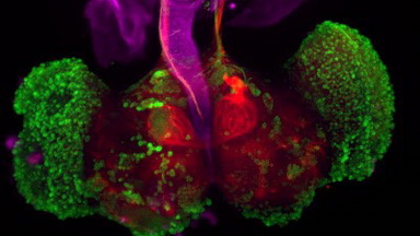 共享儀器平臺Zeiss Lightsheet Z.1激光片層掃描顯微鏡線上培訓通知