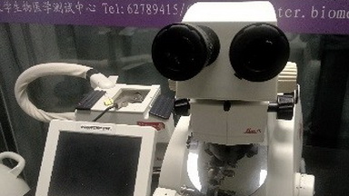 細胞生物學平臺電鏡機組生物透射電鏡樣品送樣注意事項線上培訓通知