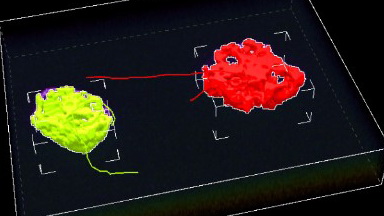 尼康生物影像中心NIS-Element時間序列圖像處理線上培訓通知