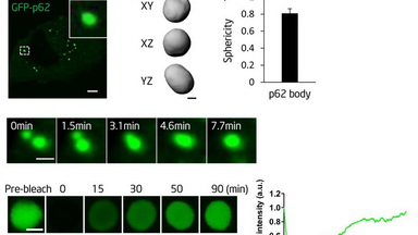 尼康生物影像中心FRAP專題線上培訓通知