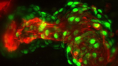 共享儀器平臺Zeiss Zen 圖像處理軟件線上培訓通知