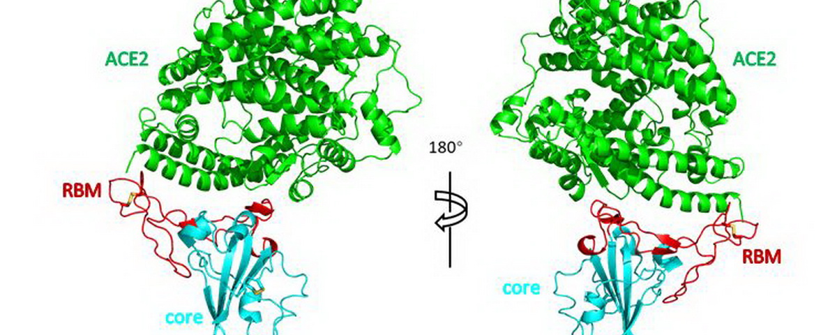 清華大學王新泉和張林琦課題組合作解析新冠病毒受體結合區RBD與受體蛋白ACE2復合物的晶體結構