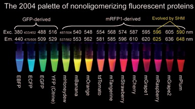 細胞生物學平臺熒光顯微成像技術專題線上講座通知