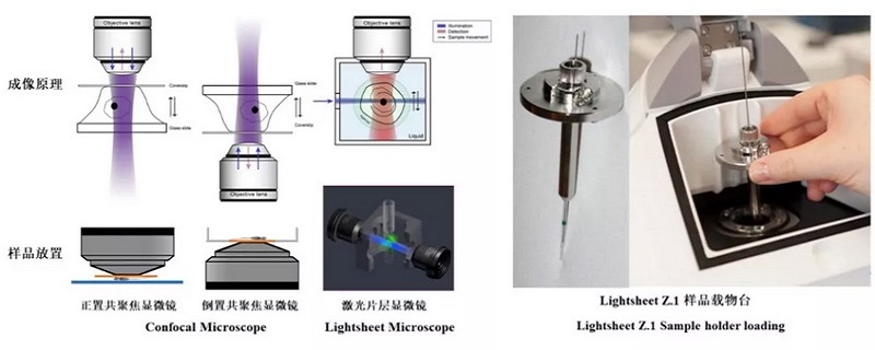 激光片層掃描顯微鏡（Lightsheet）樣品制備