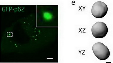 尼康生物影像中心FRAP專題線上培訓通知