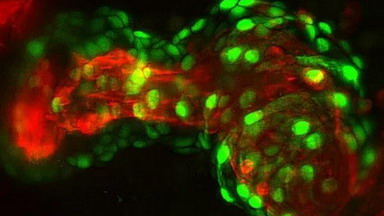 共享儀器平臺Zeiss Zen 圖像處理軟件線上培訓通知