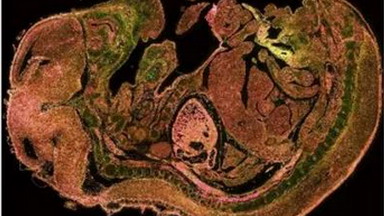 尼康生物影像中心成像方法的原理及實際應用專題線上講座通知