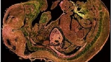 尼康生物影像中心如何獲取滿意的顯微圖像專題線上講座通知