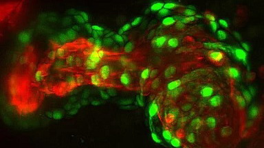 共享儀器平臺Zeiss Zen圖像處理軟件線上培訓通知