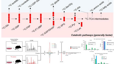 代謝與脂質組學平臺系列講座--技術篇第一講