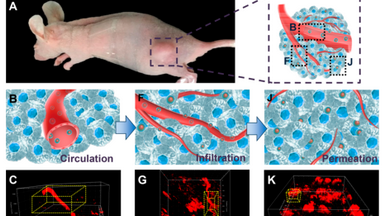 細胞影像平臺雙光子顯微鏡專題培訓線上講座通知