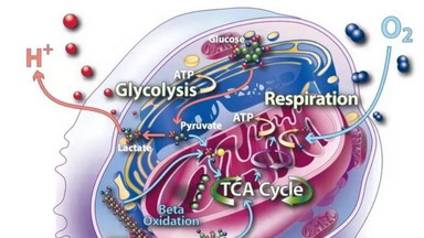 代謝與脂質組學平臺系列講座--科研篇第一講