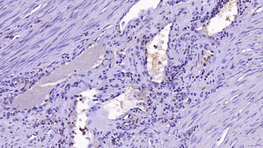細胞生物學平臺3DHISTECH玻片掃描系統線上培訓通知