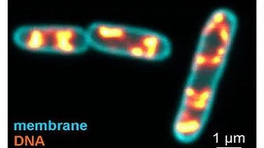 共享儀器平臺BD流式細胞術系列講座---流式多色Panel設計和應用