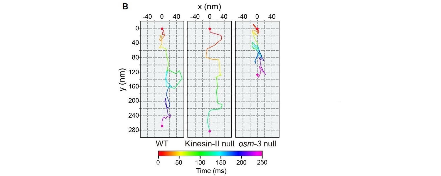 生命學院歐光朔實驗室報道分子馬達在纖毛內的離軸運動和功能