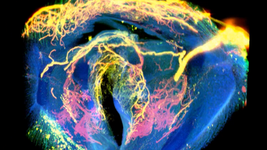 共享儀器平臺Zeiss Lightsheet Z.1激光片層掃描顯微鏡線上培訓通知