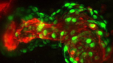 共享儀器平臺Zeiss Zen圖像處理軟件線上培訓通知