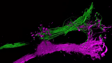 細胞影像平臺全內反射熒光顯微鏡線上培訓通知
