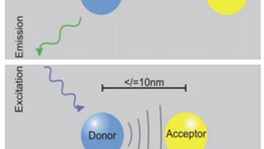 尼康生物影像中心FRET專題線上培訓通知