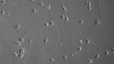 細胞影像平臺無標記活細胞動態分析系統線上培訓通知