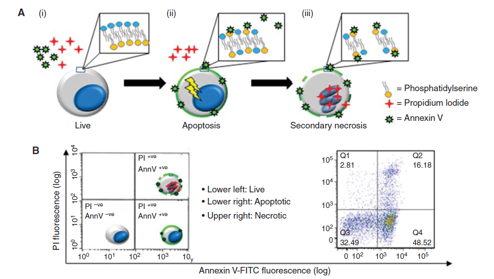 利用流式細胞儀測細胞凋亡（Apoptosis） Annexin V/PI染色法