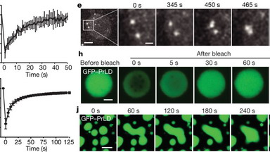 尼康生物影像中心FRAP專題線上培訓通知