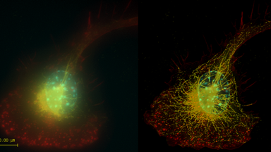 細胞影像平臺圖像處理-Huygens反卷積處理線上培訓通知