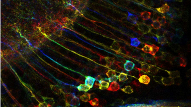 共享儀器平臺蔡司超高分辨激光共聚焦顯微鏡LSM880線上培訓通知