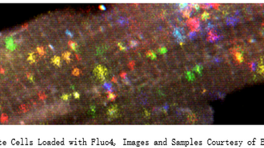 細胞生物學平臺鈣離子成像專題線上講座通知