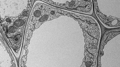 細胞生物學平臺電鏡機組透射電鏡樣品制備技術--植物組織專題培訓通知
