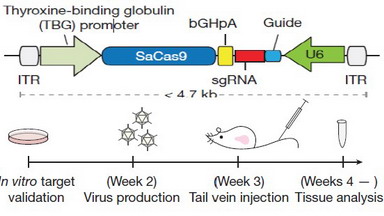 共享儀器平臺CRISPR基因編輯文庫轉染技術講座通知