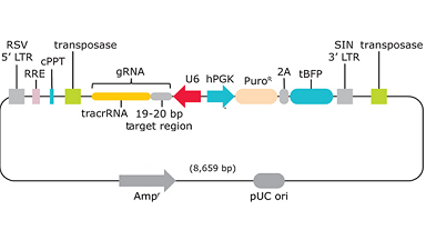 清華大學生物醫學測試中心基因文庫平臺CRISPR基因編輯文庫試運行通知