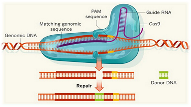 共享儀器平臺CRISPR基因編輯與篩選解決方案培訓通知
