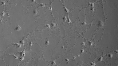 細胞影像平臺無標記活細胞動態分析系統培訓通知