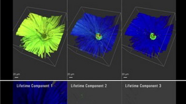 細胞生物學平臺（多色成像的染料選擇與熒光相關光譜的應用）專題講座通知