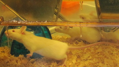 實驗動物中心常規技術培訓通知