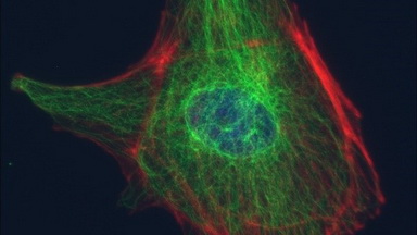 共享儀器平臺Zeiss LSM880活細胞長時程多點成像實戰線上培訓通知