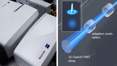 共享儀器平臺 Zeiss LSM880 活細胞長時程多點成像實戰線上培訓通知