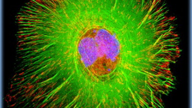 細胞影像平臺激光共聚焦顯微鏡FV1200培訓通知