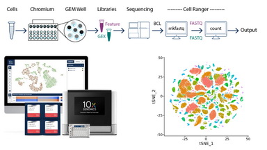 基因測序與分析平臺單細胞轉錄組測序培訓通知