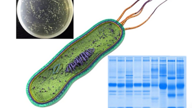 蛋白表達與純化基礎培訓（一）原核表達系統