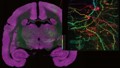 尼康生物影像中心激光共聚焦顯微鏡上機培訓通知