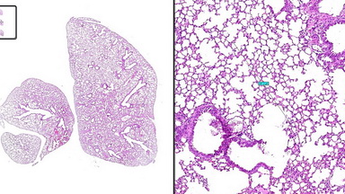 細胞生物學平臺3DHISTECH玻片掃描系統培訓通知