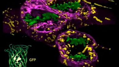 細胞影像平臺無標記活細胞動態分析系統培訓通知