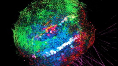 共享儀器平臺Leica共聚焦顯微鏡專題系列講座通知