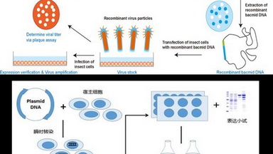 蛋白表達與純化基礎培訓（三）昆蟲和哺乳動物細胞表達系統