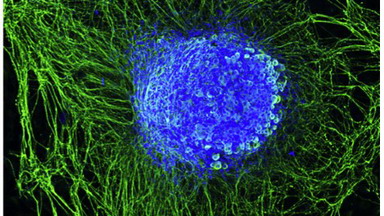 細胞生物學平臺Zeiss激光共聚焦顯微鏡培訓通知